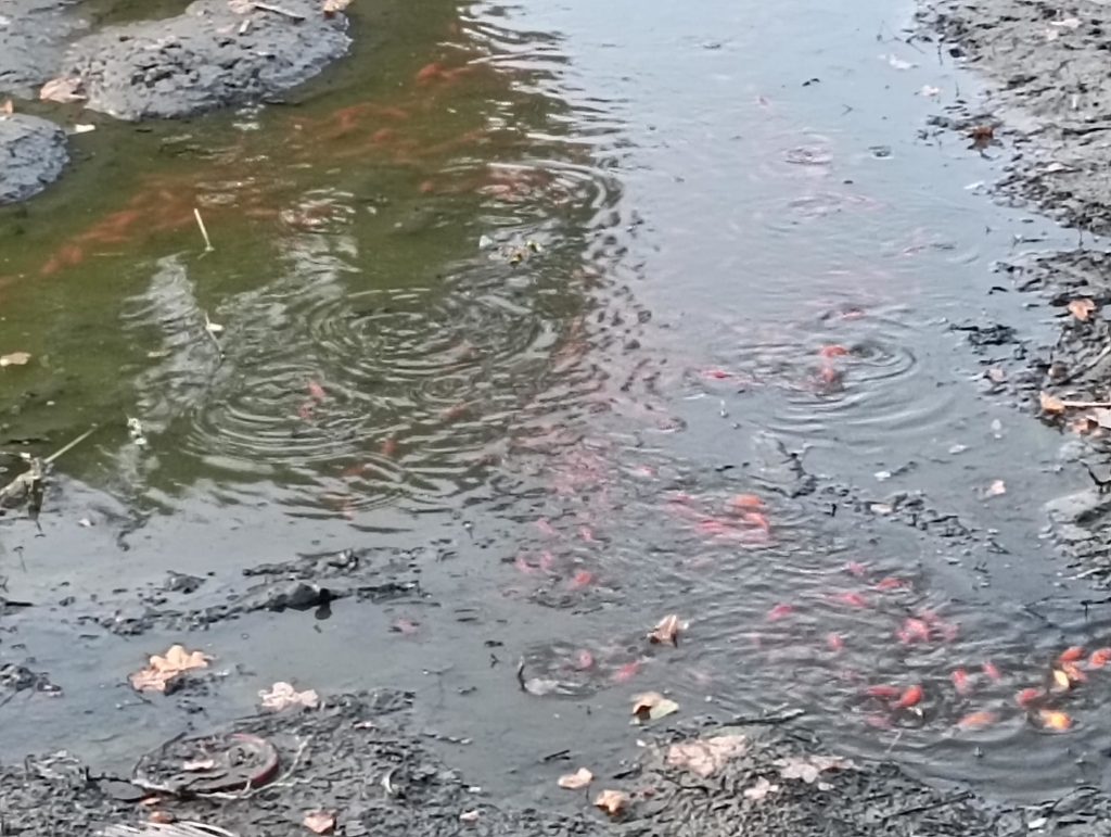 Parco Robinson_pesciolini1