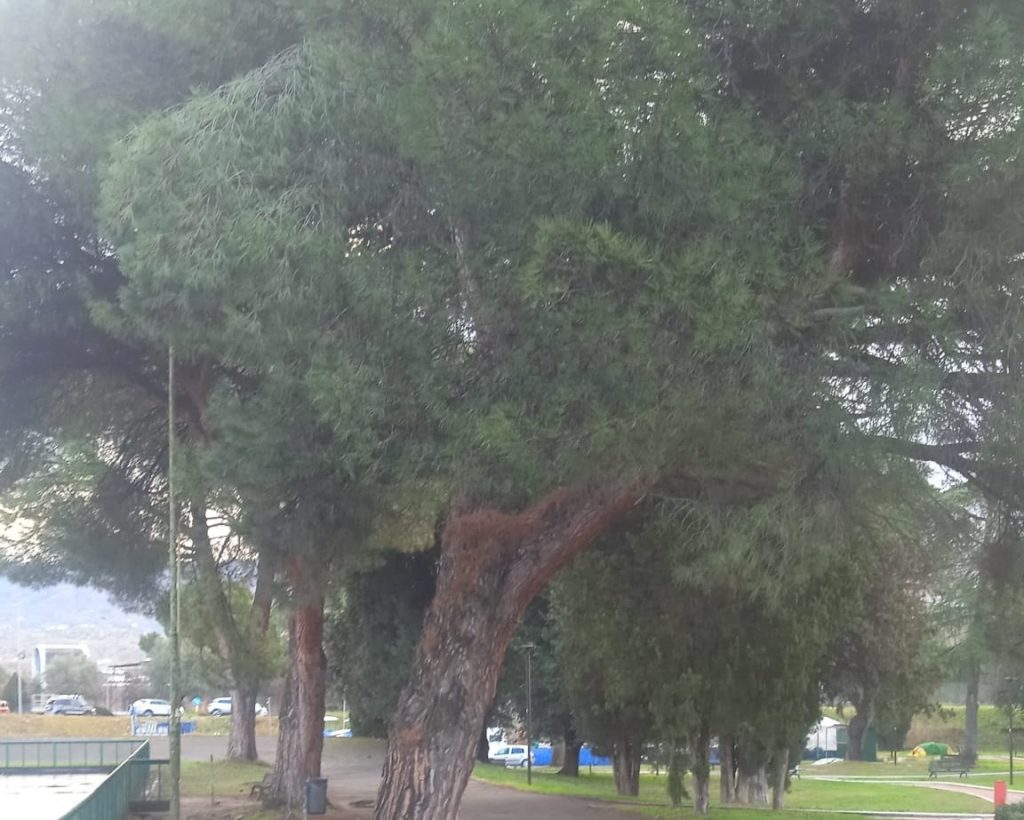 Albero Parco Robinson_Pista pattinaggio_4