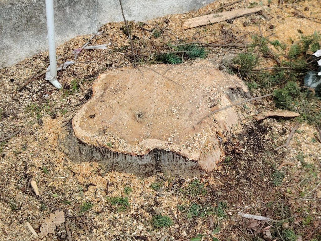 Cipressi Chiesa Arcavacata 5