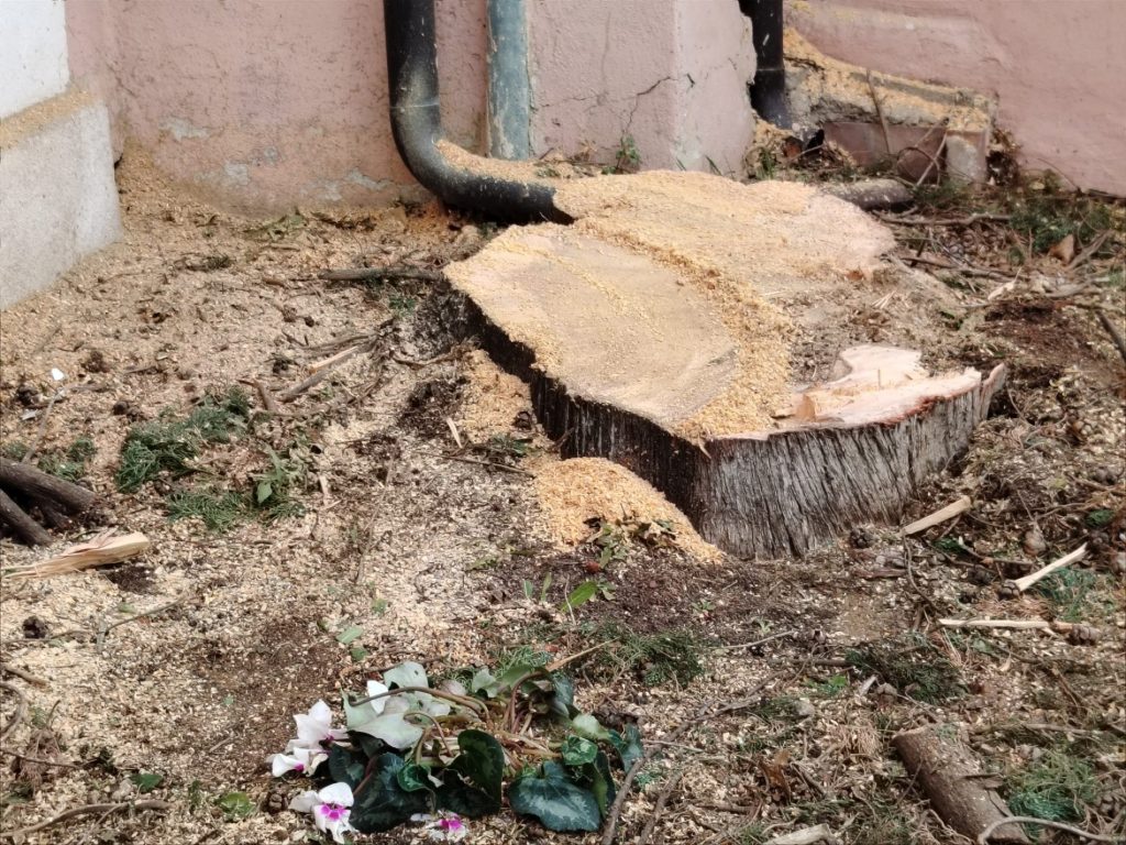 Cipressi Chiesa Arcavacata 6