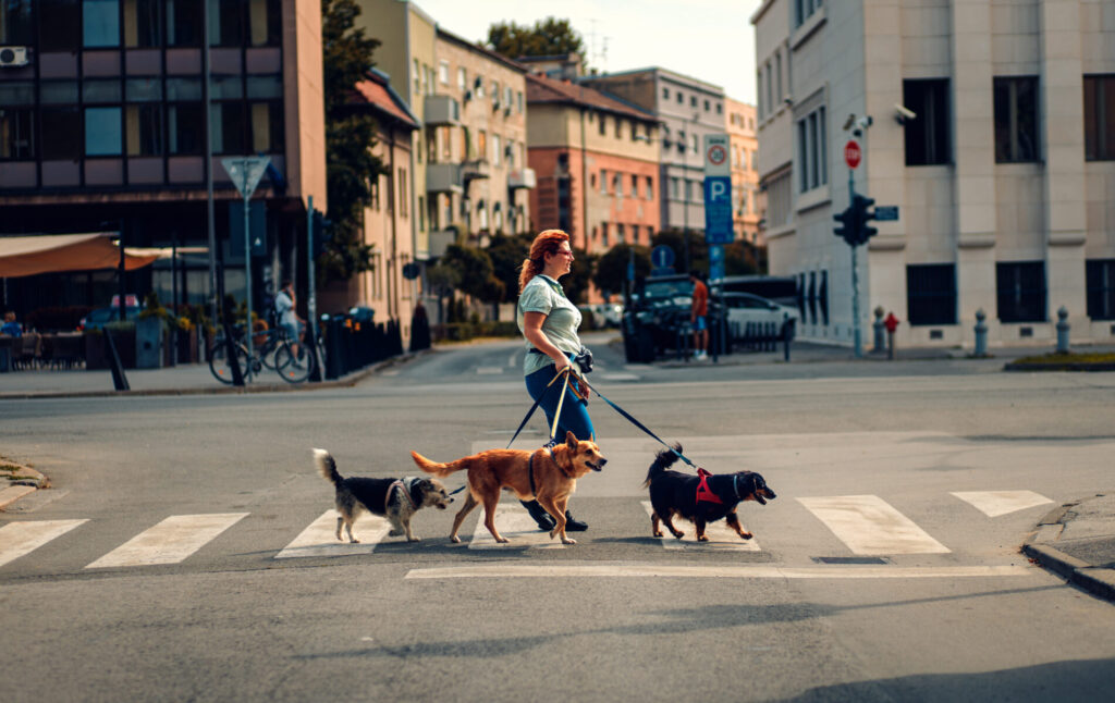 cani a guinzaglio