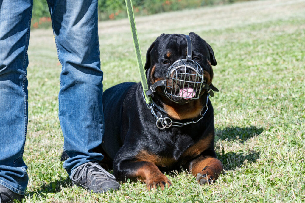 cane rottweiler con museruola